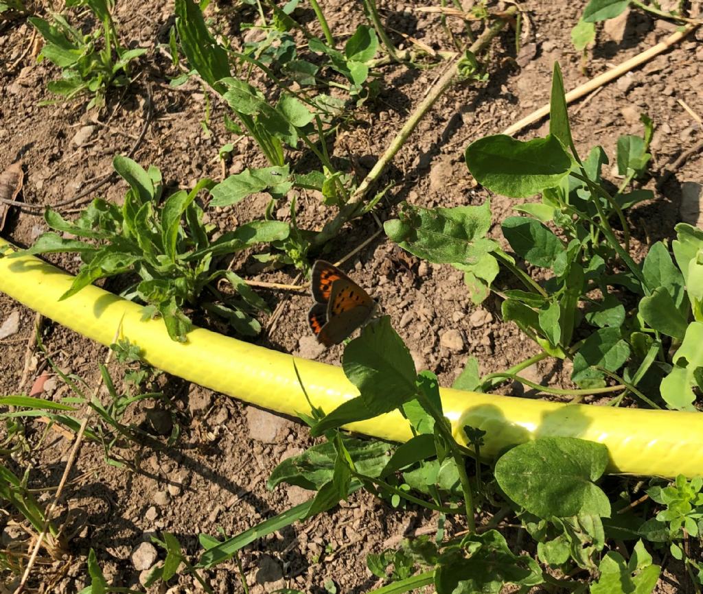 Lycaena phlaeas? S